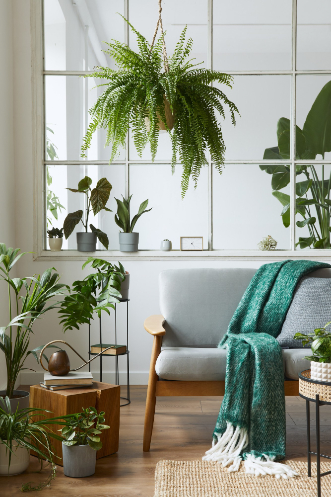 plusieurs plantes disposent a différents endroits dans une maison