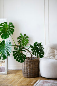 plantes verte, dans un pot, près d'un mur blanc